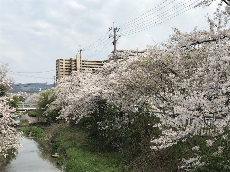 学校横の名木川沿いは桜満開🌸