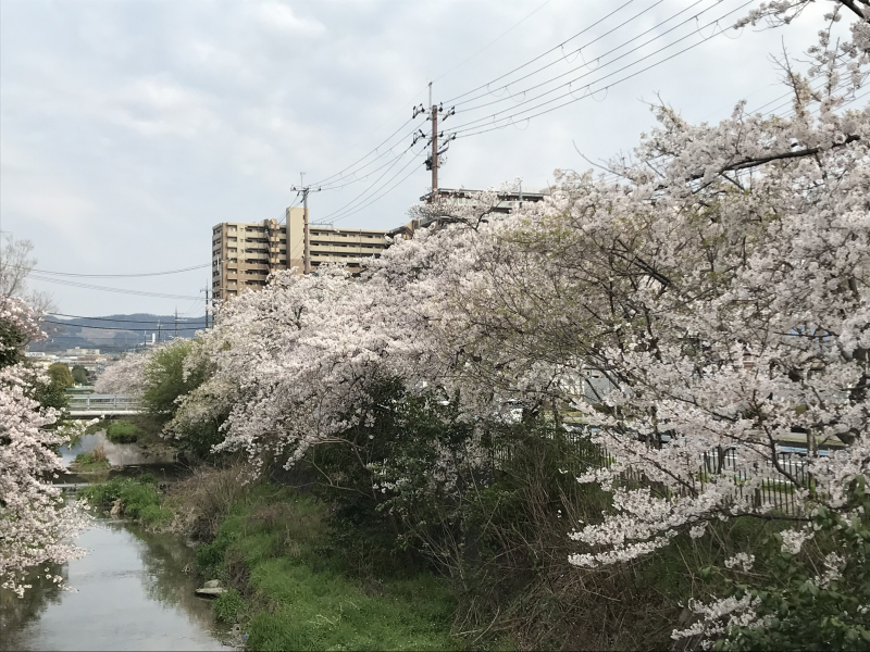 学校横の名木川沿いは桜満開🌸  専門学校 日産京都自動車大学校