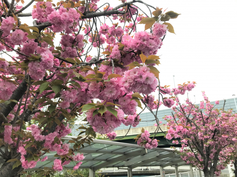 八重桜が満開🌸